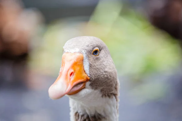 Closeup duck head portrait — Stock Photo, Image