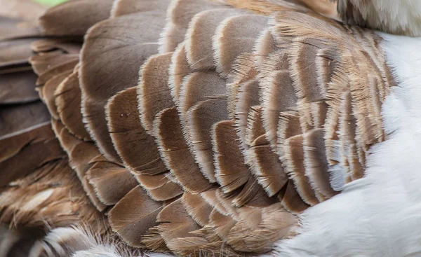 Abstrakte Feder Ente Hintergrund — Stockfoto