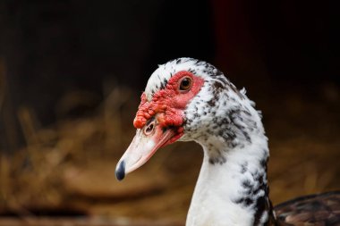 Closeup ördek kafa portre