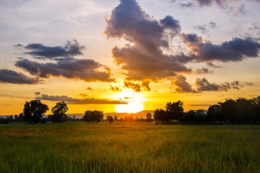 Pirinç tarlaları günbatımı sırasında akşam.