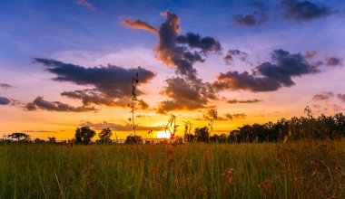 Pirinç tarlaları günbatımı sırasında akşam.