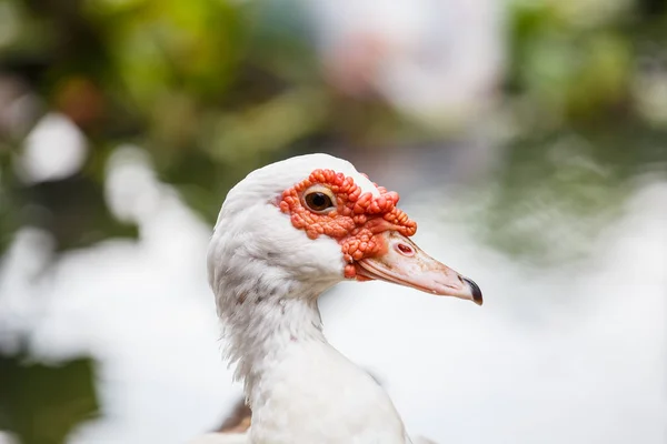 Großaufnahme Entenkopf-Porträt — Stockfoto