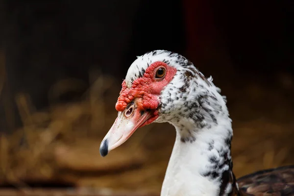 Closeup ördek kafa portre — Stok fotoğraf
