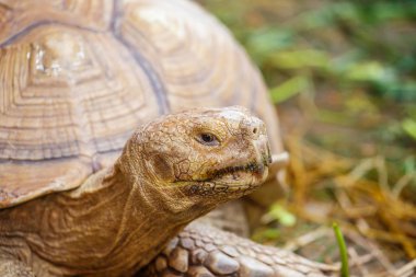 dev kaplumbağalar yakın çekim