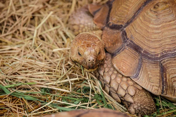 巨大なカメをクローズ アップ — ストック写真