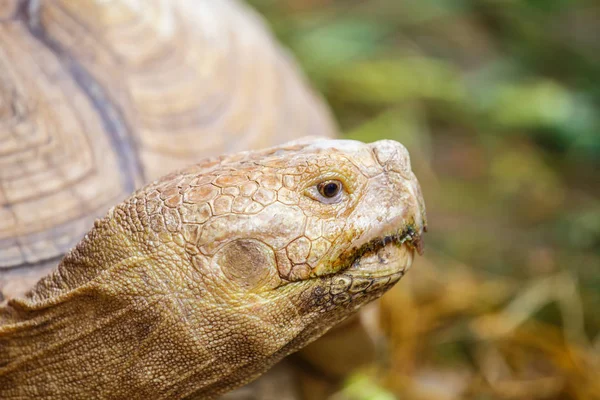 Tartarughe giganti da vicino — Foto Stock