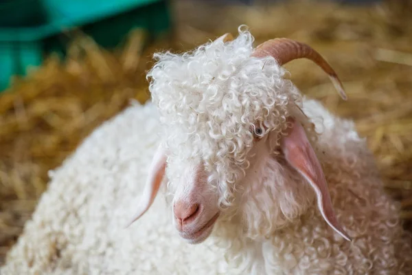 Closeup sheep's head in farm — Stock Photo, Image