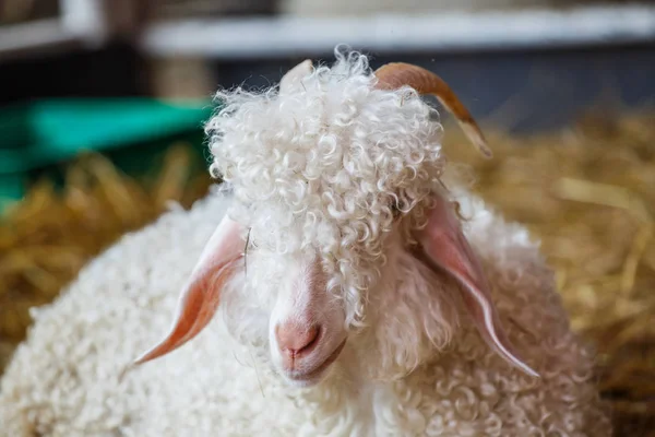 Fechar a cabeça de ovelha na fazenda — Fotografia de Stock