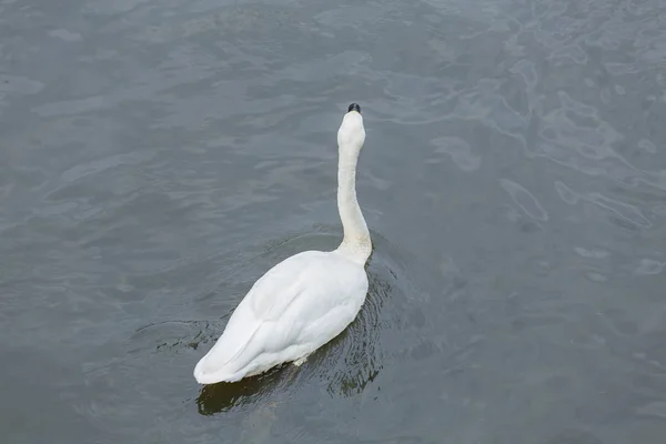 White Swan one in the pool. — Stock Photo, Image