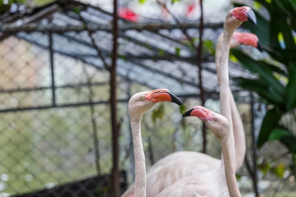 Flamingo portre yakın çekim — Stok fotoğraf