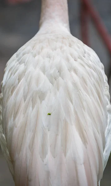 Muster aus weißem Flamingo und sauberen Federn — Stockfoto