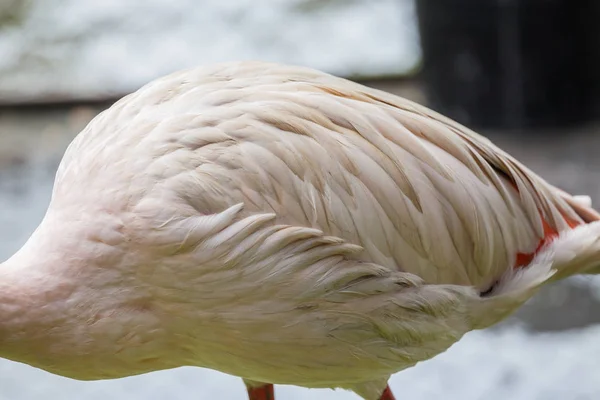 A fehér Flamingo szerkezetében és a tiszta toll — Stock Fotó