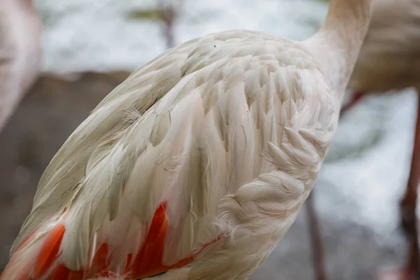 Beyaz Flamingo desen ve temiz tüyler — Stok fotoğraf