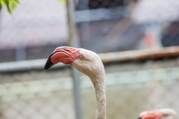 Flamingo-Porträt aus nächster Nähe — Stockfoto