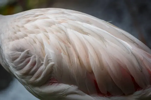 Μοτίβο λευκό φλαμίνγκο και τον καθαρισμό φτερά — Φωτογραφία Αρχείου