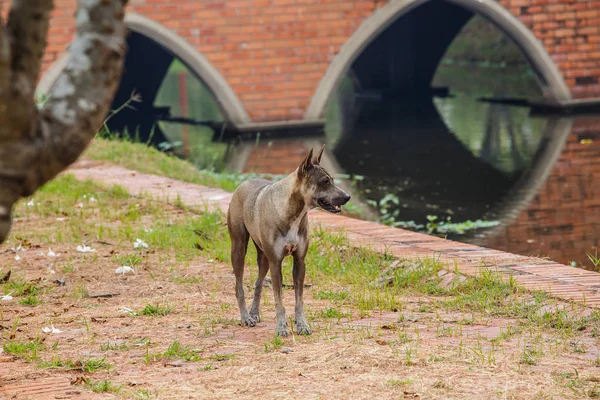 Brun hund i parken — Stockfoto
