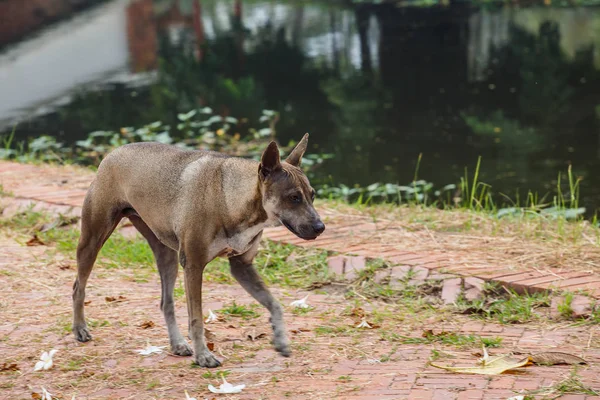 Brauner Hund im Park — Stockfoto