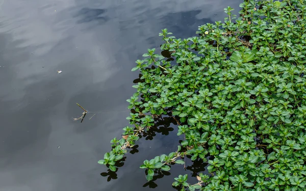 Wasserpflanzen im Kanal — Stockfoto