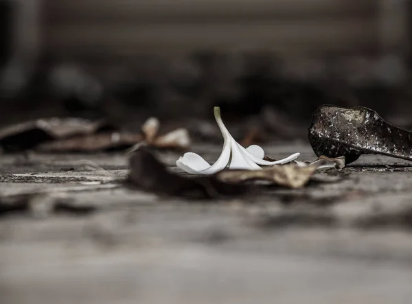 Plumeria auf dem Boden — Stockfoto