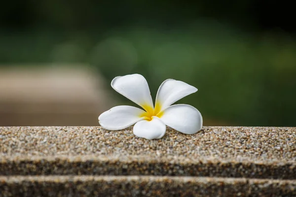 地面上的鸡蛋花 — 图库照片