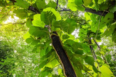 Bahçedeki ağaç üzerinde yeşil Pothos