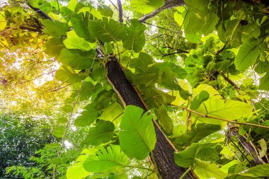 Bahçedeki ağaç üzerinde yeşil Pothos