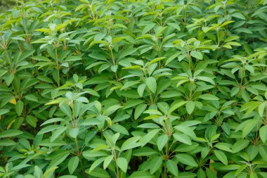 Yeşil yapraklara yağmur damlaları.