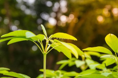 Yeşil yapraklara yağmur damlaları.