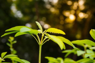 Yeşil yapraklara yağmur damlaları.