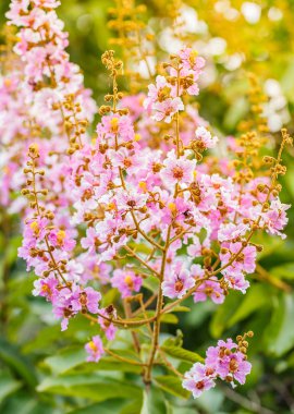 ağaçta Kraliçe çiçek çiçeklenme