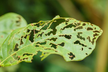Yeşil yaprak böcek ısırığı yakın çekim