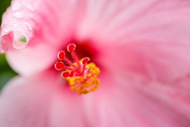 Pembe hibiscus çiçek üzerinde Su damlacıkları