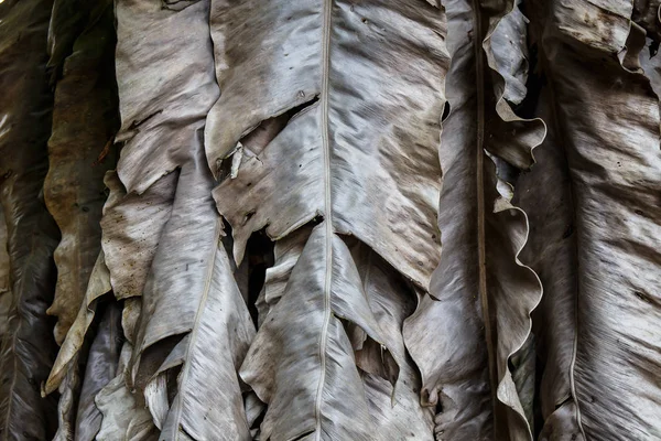 Dried banana leaves — Stock Photo, Image