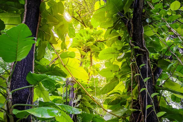 Green Pothos on tree in the garden — Stock Photo, Image