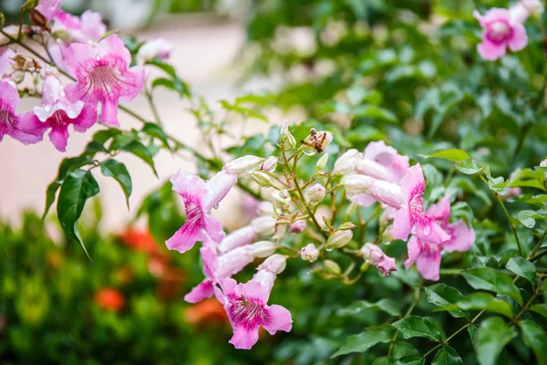 Pandorea Ricasoliana kwiat w ogrodzie — Zdjęcie stockowe