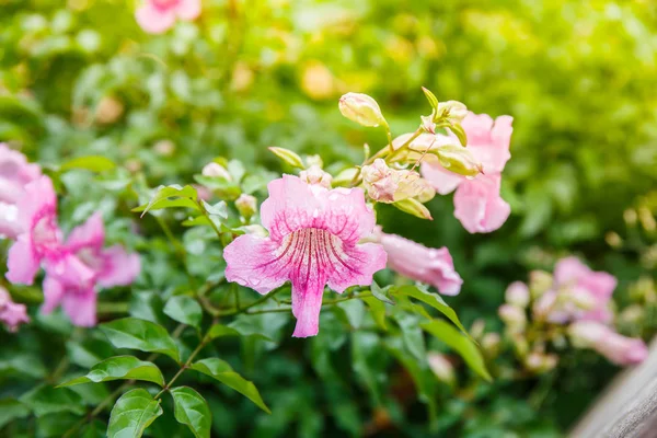 Pandorea Ricasoliana Çiçek bahçesinde — Stok fotoğraf