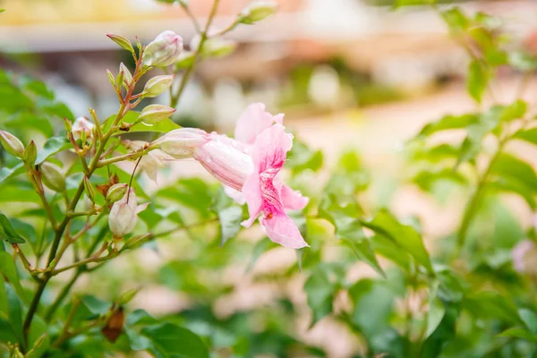 Pandorea Ricasoliana цветок в саду — стоковое фото