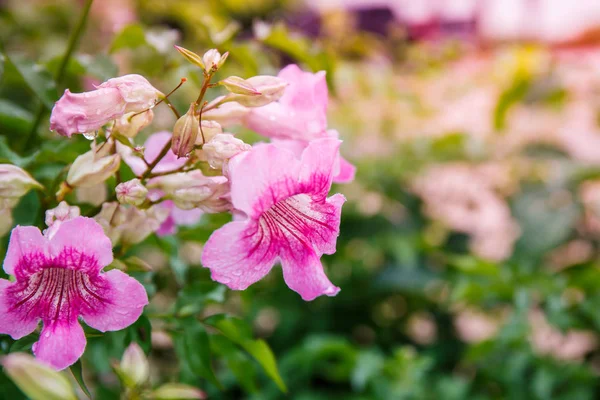 Pandorea Ricasoliana květiny v zahradě — Stock fotografie