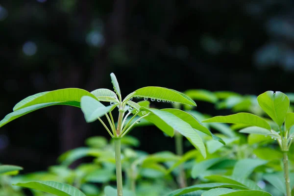 Gotas de chuva em folhas verdes. — Fotografia de Stock