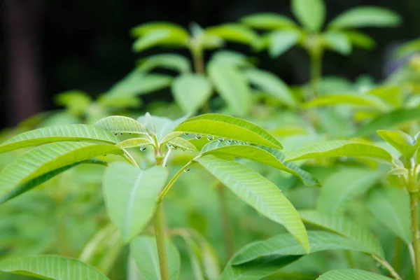 Gotas de chuva em folhas verdes. — Fotografia de Stock