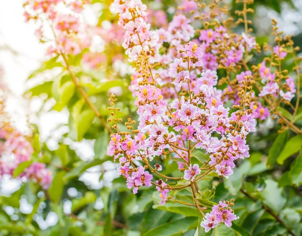 Flores de reina están floreciendo en el árbol — Foto de Stock