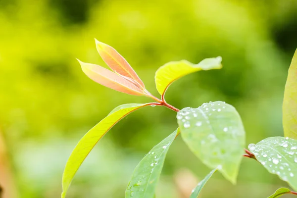 Gotas de lluvia sobre hojas verdes. — Foto de Stock