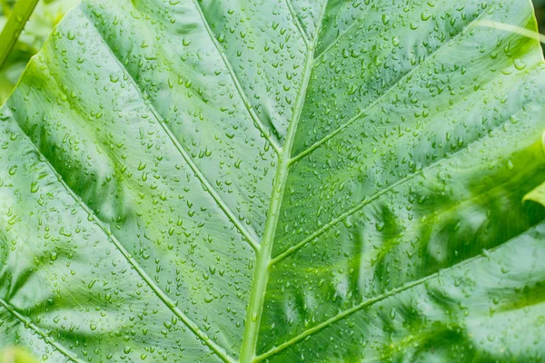 Gocce di pioggia sulle foglie Bon . — Foto Stock