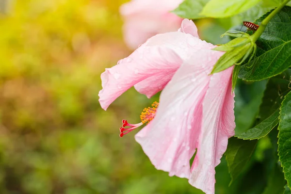 Vattendroppar på en rosa hibiskus blomma — Stockfoto