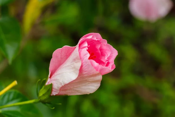 Gouttelettes d'eau sur une fleur d'hibiscus rose — Photo