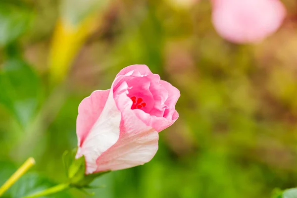 Σταγονίδια νερού σε ένα λουλούδι ρόδινο hibiscus — Φωτογραφία Αρχείου