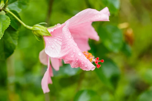 Gotas de água em uma flor de hibisco rosa — Fotografia de Stock
