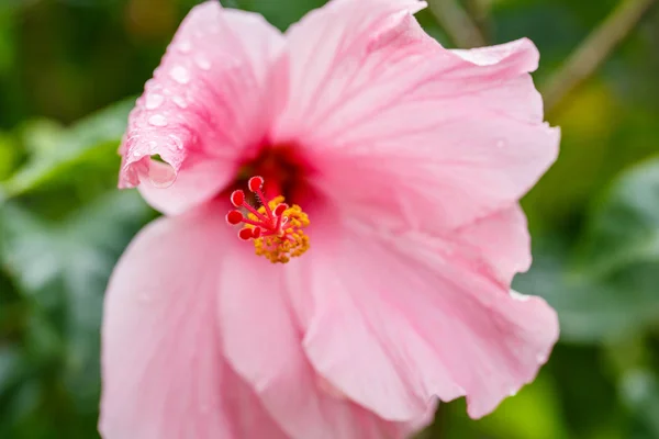 Gotas de água em uma flor de hibisco rosa — Fotografia de Stock