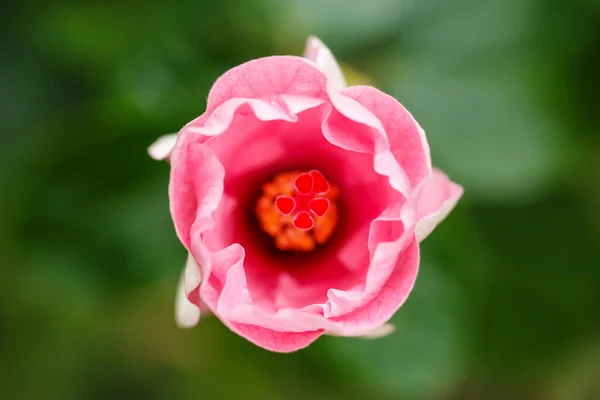 Gotas de agua en una flor de hibisco rosa — Foto de Stock