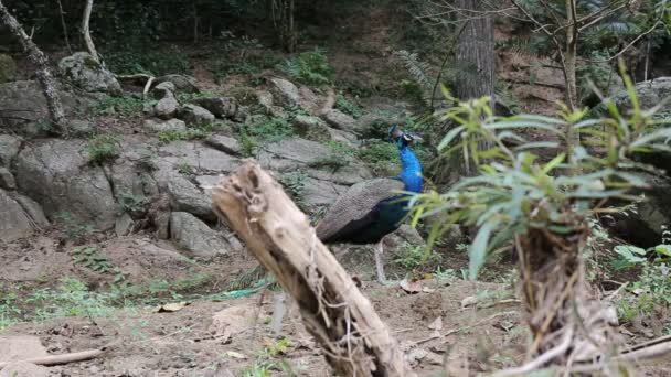 Pavão de pé no chão da floresta . — Vídeo de Stock